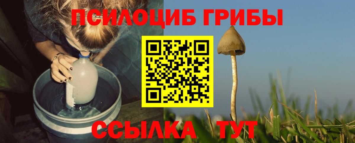Псилоцибиновые грибы Psilocybe  Вход с VPN  Усть-Илимск 